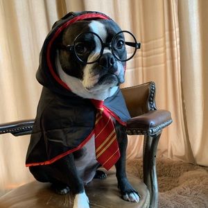 Harry Potter Dog wizard cloak with glasses